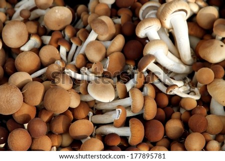 Brown edible mushrooms called Pioppini sold at local market