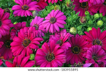 background of purple flowers and daisies from the florist for sale