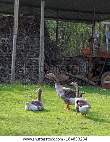 three plump geese in a farm\'s outdoor courtyard