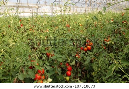 greenhouse for the intensive cultivation of cluster tomatoes