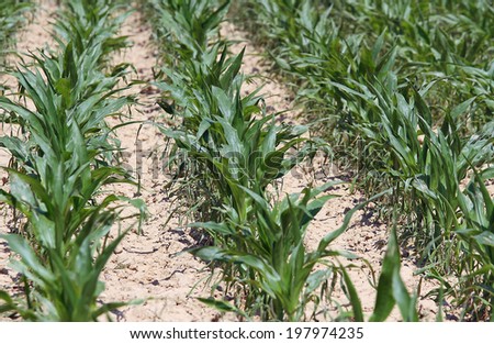 rows of plants in a corn field with very arid terrain