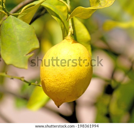 Sicilian lemon yellow on the soles of the Orchard