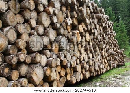 many logs cut by loggers in the mountains for the furniture industry 2