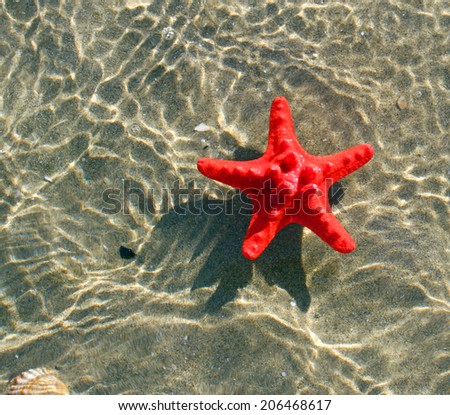 great and rare red starfish floating on the sea water