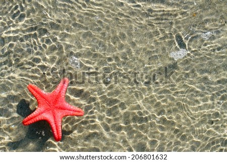 great and rare red starfish in the sea