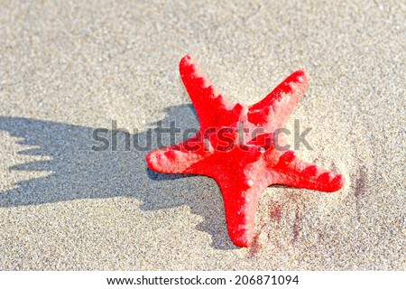 great and rare red starfish in the sea sand