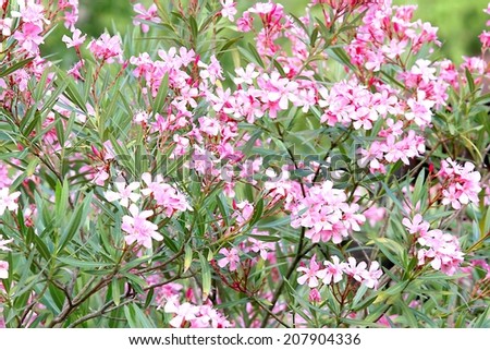 pink Oleander flowers with the sky in the background