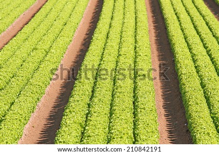 long rows of green salad grown in agricultural field 3