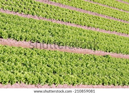 long rows of green salad grown in agricultural field 1