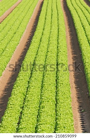 long rows of green salad grown in agricultural field 4