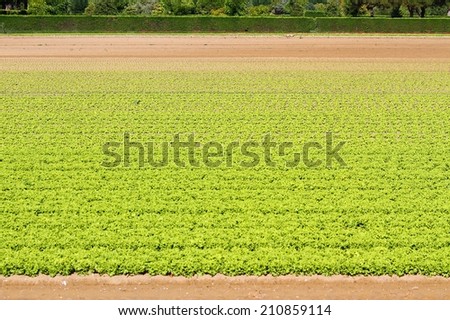 Green Salad grown in agricultural field 2