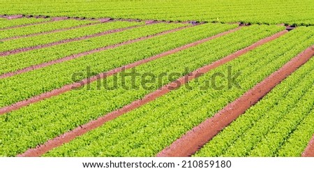 long rows of green salad grown in agricultural field 2