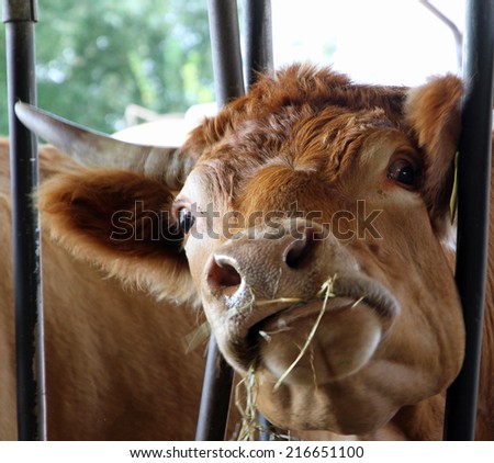cow with mad eyes eats straw and hay in the barn of the farm