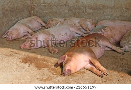 huge fat pigs in the sty of the farm in the countryside