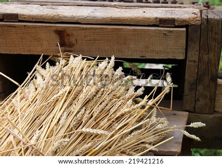 bunch of wheat stalks with the old machine to collect seeds to make flour