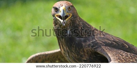 fantastic Eagle with open beak that looks the camera