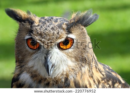 great OWL face with orange eyes clear and attentive gaze
