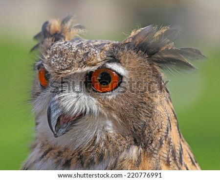 face of the great OWL with huge orange eyes and the thick plumage