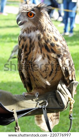 great OWL on protection glove a Falconer during the outdoor event