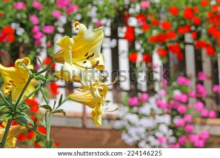 big yellow mountain lily flower with the background of other flowers and plants