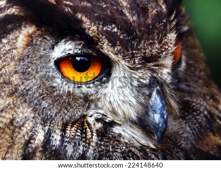 orange eyes of an OWL at night hunting