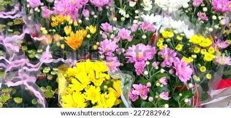 chrysanthemum for sale by wholesale florist in the big flower market