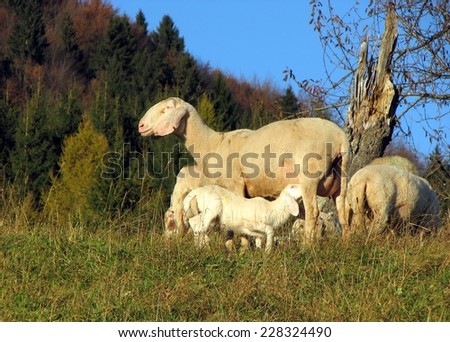 mother sheep breastfeeding her little lamb in the midst of the flock in the mountains