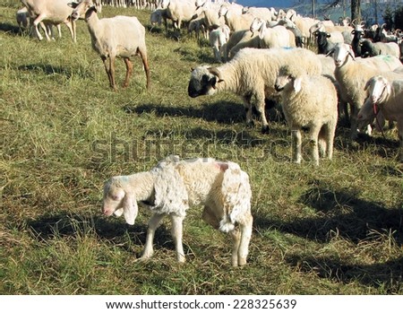 Young Lamb with the soft white wool on the lawn in the mountains