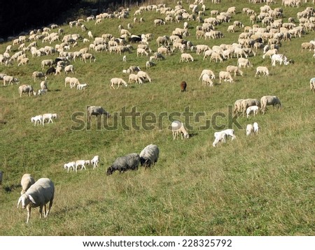 immense flock of sheep and goats grazing in the mountains