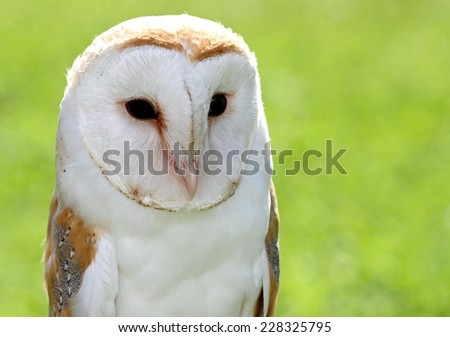 Barn Owl with big black eyes