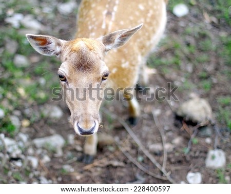sweet nose of a young roe deer mountain