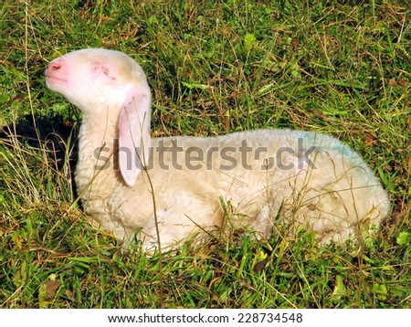 Young Lamb with the soft white wool in in the mountains