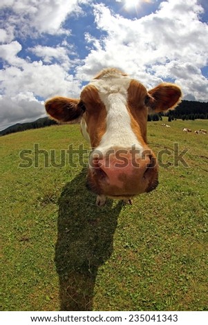 Mountain cow photographed with fish eye lens and blue sky with many white clouds
