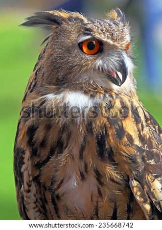 big OWL with orange eyes and the thick plumage
