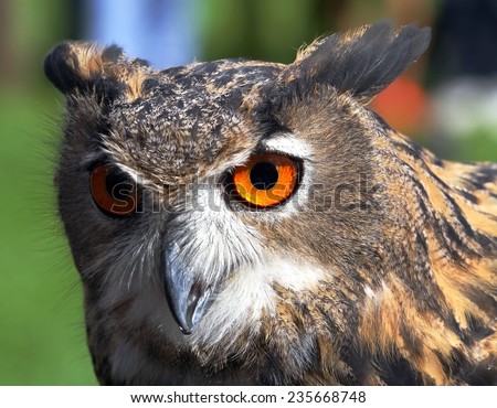 portrait OWL with huge orange eyes