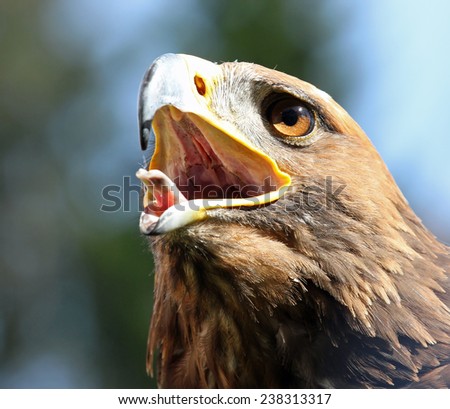 angry Eagle with open beak and eyes wide-open