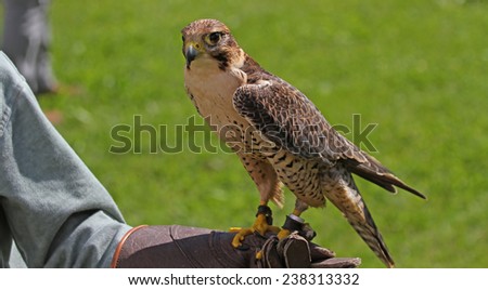 Falconer with the Peregrine Falcon on training glove