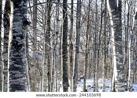 dense woods with birch trees in the snow-covered mountain in winter