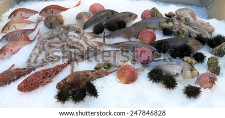Octopus and other many fresh fish in the fridge of the seafood restaurant in southern Italy