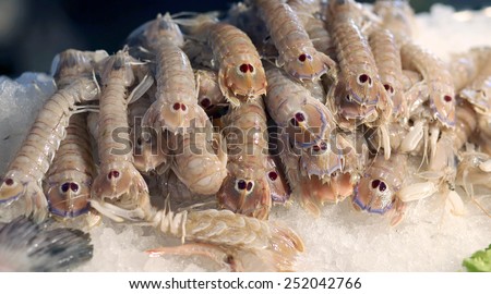 very fresh crustaceans called  mantis shrimp for sale in fish market