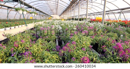 huge greenhouse with a lot of flowers and plants for sale in the spring