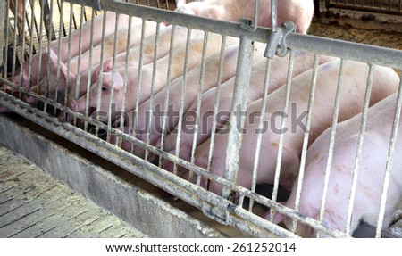 many Pink pigs in the sty of the farm animal breeder