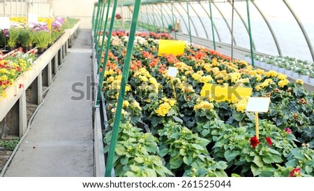 huge greenhouse with a lot of flowers and plants for sale in the spring