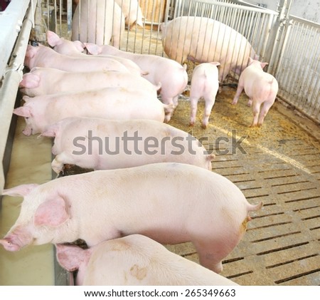 many young pink pigs in the sty of the farm