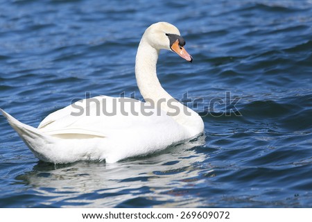 White Swan swimming in the clear water of the pond