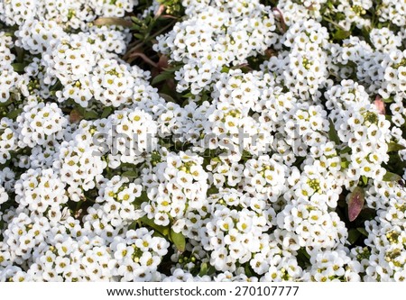 white flowers of Lobularia maritima called Alyssum maritimum