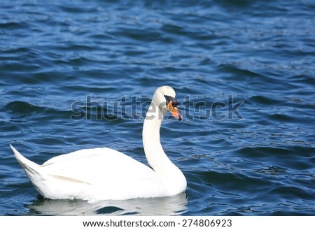 big White Swan swimming in the clear water of the pond