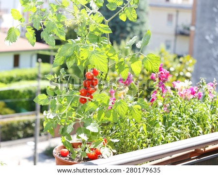 pot with tomato plant in the terrace of house