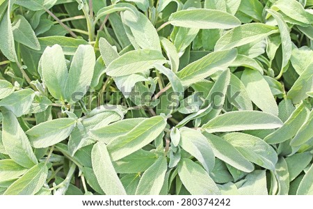 background of Sage Green for sale by grocery store