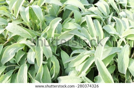 background of Sage Green for sale by grocery store